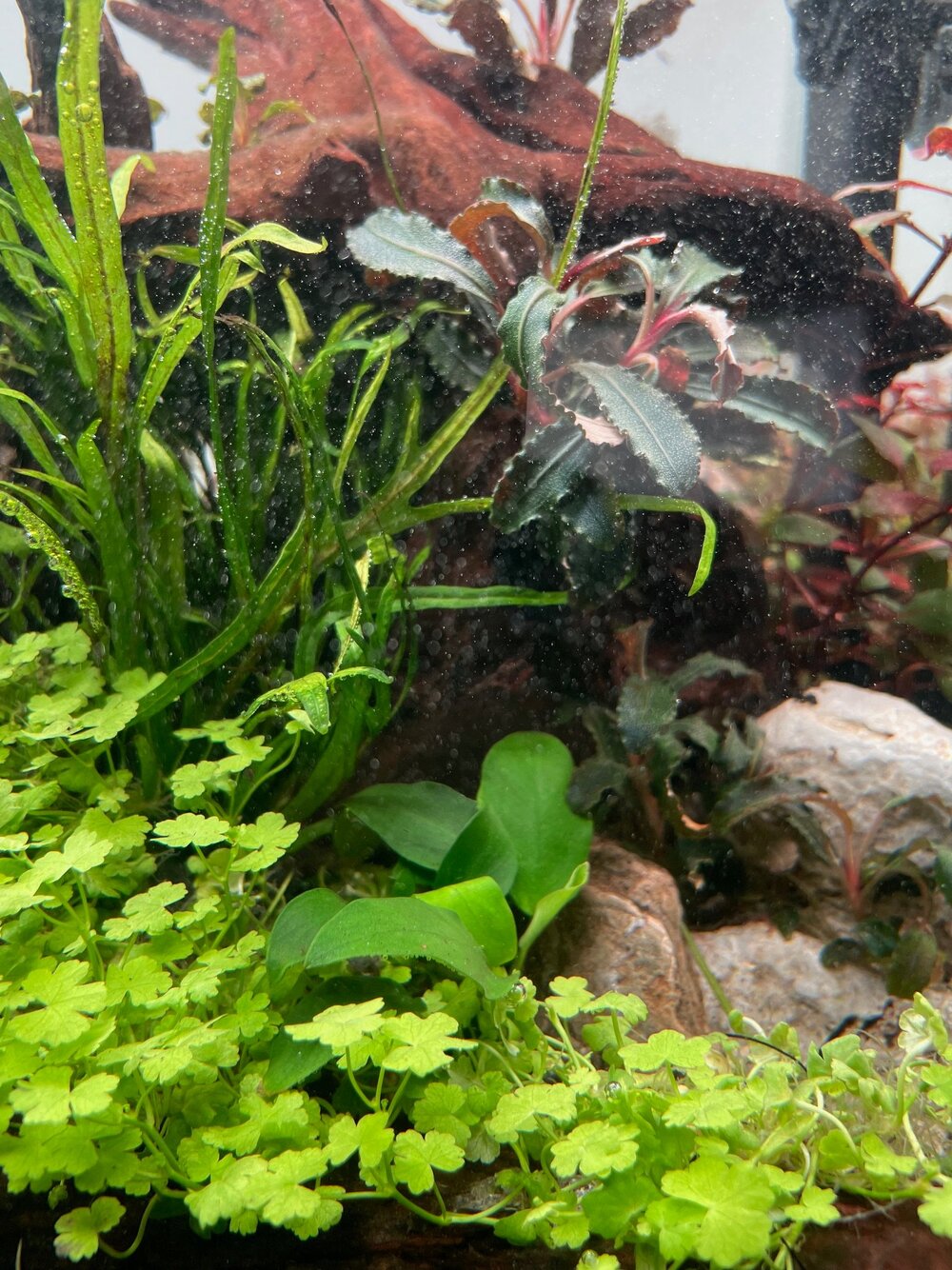 Anubias 2.jpg