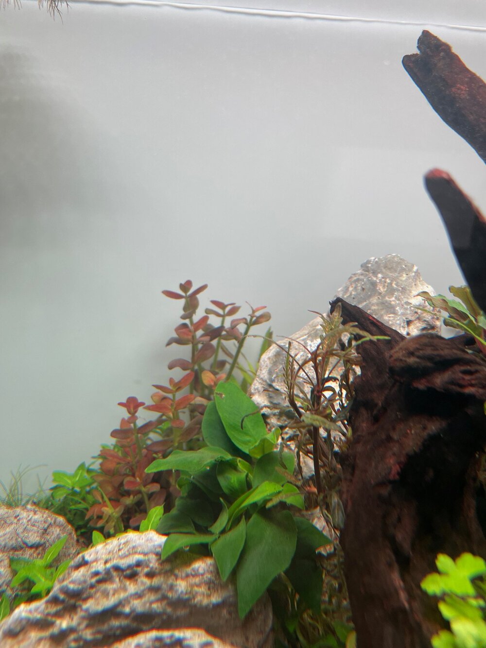 Anubias 3.jpg