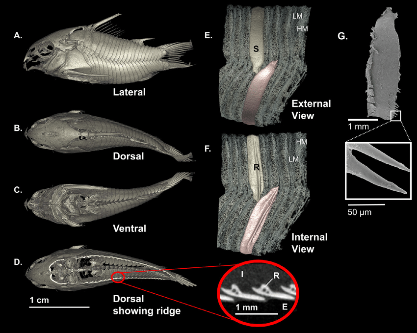 Anatomy-of-Corydoras-trilineatus-scutes-A-Micro-CT-scan-showing-the-axial-scutes-in.ppm.png