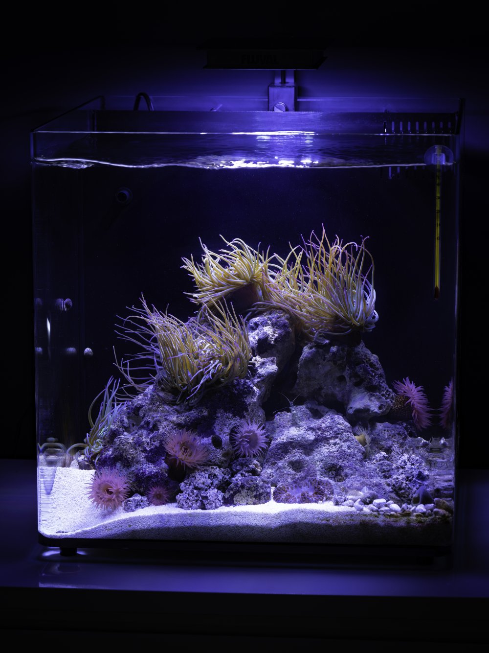 RockpoolTank-(28:10:24).jpg