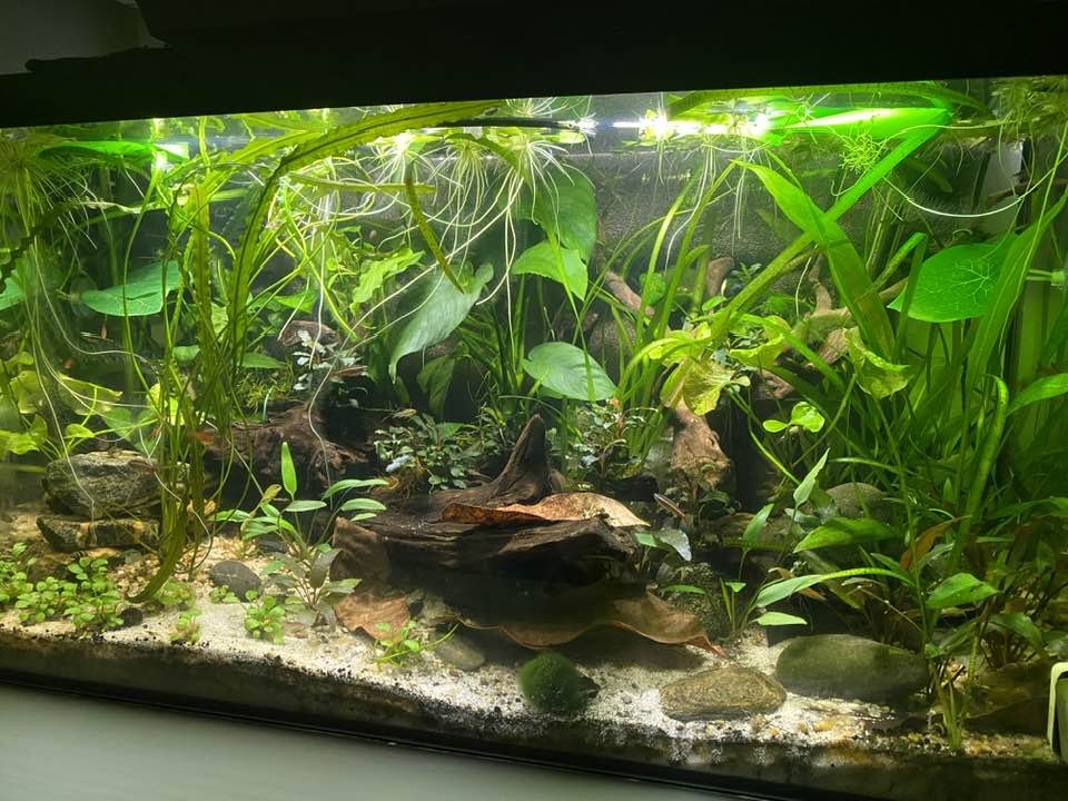 My planted tank.jpg