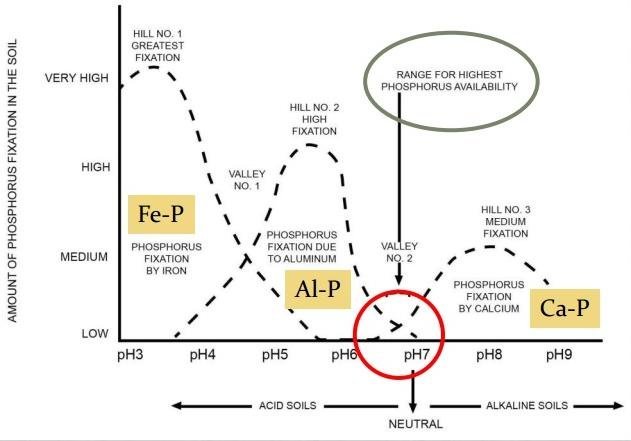 Diagram-illustrated-soil-phosphorus-availability-across-pH-ranges.jpg