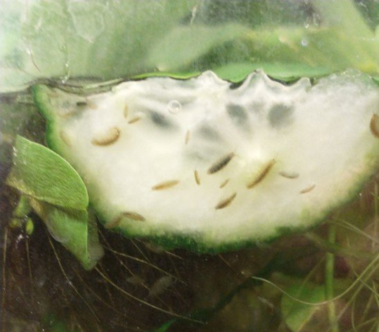 cragonyx cucumber.jpg