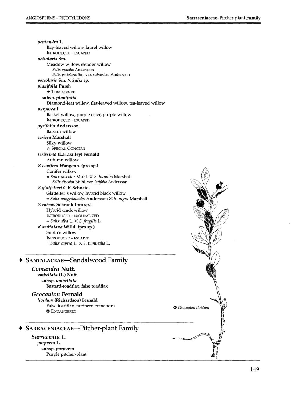 salix-III.jpg