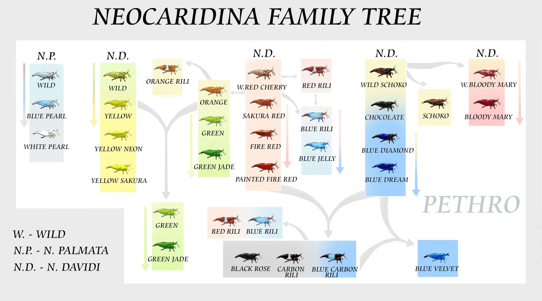 Neocaridina Family Tree.jpg