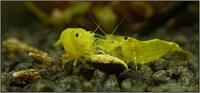 yellow_shrimp_64_900_rszt1402.jpg