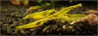 yellow_shrimp_55_900_rszt1401.jpg