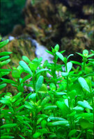 bacopa_IMG_8884.jpg