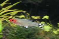 sickfish_zps604516f2.jpg