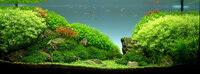 Top_10_International_Aquascaping_Contest_2009_51.jpg