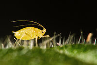 Aphid_III_by_HairyToes.jpg