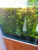 rotala_zpse5e2dc50.jpg