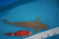 Fish_20120930_030.jpg