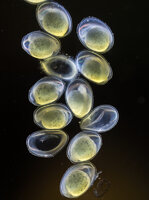 farlowella_embryos_by_hairytoes-d92brbc.jpg