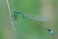 blue-green-damselfly.jpg