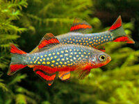 Danio-margaritatus-2.jpg