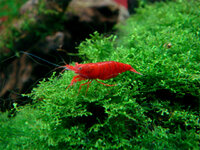 Sakura_shrimp__03888_zoom.jpg