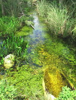 Gatorstreamriverofgrass.jpg