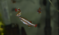 minnow.png