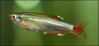 minnow2.jpg