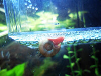 BABY--SNAIL.jpg