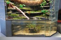 paludarium-1.jpg