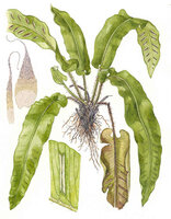 asplenium-scolopendrium-page.jpg