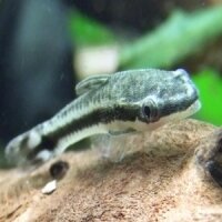 Otocinclus+Vittatus2.jpg