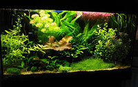 Top-20-Aquascapes-by-George-Farmer-110.jpg