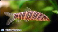 2101_zebra_loach.jpg