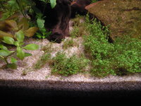 FishTanks130.jpg