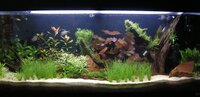 FishTanks163b.jpg