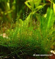 Stringy-Moss-Tank-02-s.jpg