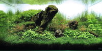 aquascape_2011_2_14__08_27__FrogMountain_ChungWeiCheong.jpg