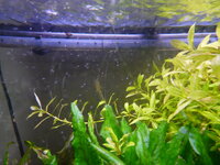 Plantedtank2008112.jpg