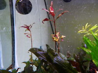 Plantedtank1408113.jpg