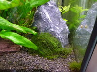 Plantedtank1408112.jpg