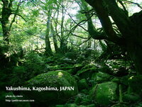 yakushima1.jpg