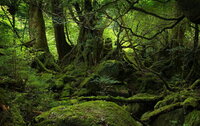 yakushima2.jpg