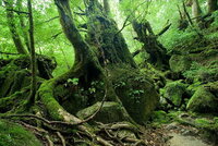 yakushima5.jpg