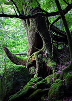 yakushima7.jpg