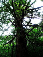 yakushima8.jpg