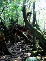 yakushima9.jpg