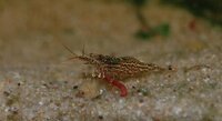 Starrynightshrimp-2.jpg