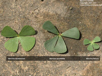 Marsilea_spp_diversity_2.JPG