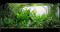 Top-20-Aquascapes-by-George-Farmer-41.jpg