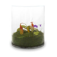 021010_glass+terrarium.jpg