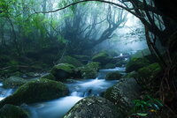 yakushima10.jpg