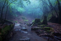 yakushima12.jpg