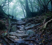 yakushima13.jpg